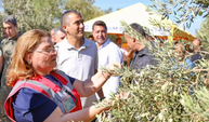 Didim Zeytin Festivali başlıyor