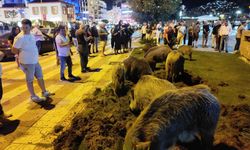 Kuşadası'nda aç kalan domuzlar, yiyecek bulmak için  merkeze indi