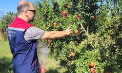 Aydın'da pestisit kalıntı analizi için nar numuneleri alındı