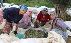 Aydın Türkiye'nin zeytin deposu oldu