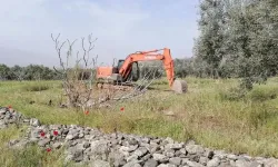 Haklı isyanda mahkemeden karar: JES kaybetti, zeytin kazandı!