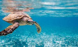 Didim’de caretta carettalar için doğa seferberliği