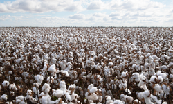 Pamukta sübvansiyon kararı geri alındı!