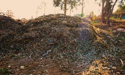 Didim'de pazar atıkları komposta dönüşüyor