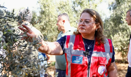 Didim Belediye Başkanı Hatice Gençay zeytin hasadına katıldı