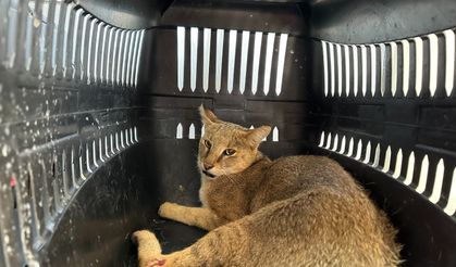 Didim'de yaralı dağ kedisi kurtarıldı