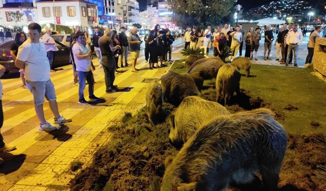 Kuşadası'nda aç kalan domuzlar, yiyecek bulmak için  merkeze indi