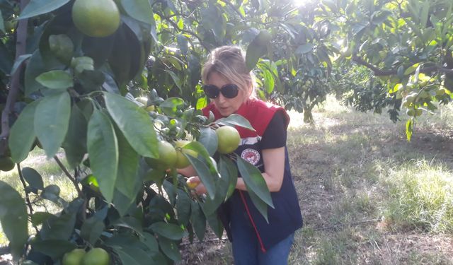 Hasat öncesi zeytin bahçeleri kontrol edildi