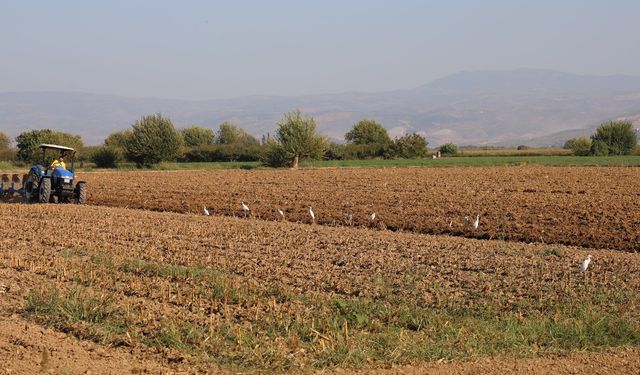 Aydın'da su kuşları, çiftçilerin tarladaki yoldaşı oluyor