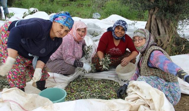 Aydın Türkiye'nin zeytin deposu oldu