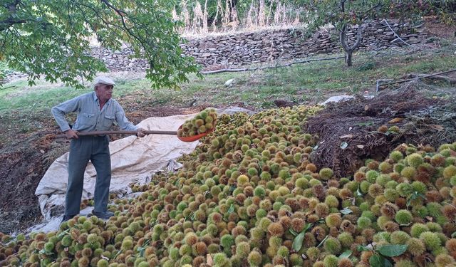 Köşk'te kestane hasadı devam ediyor