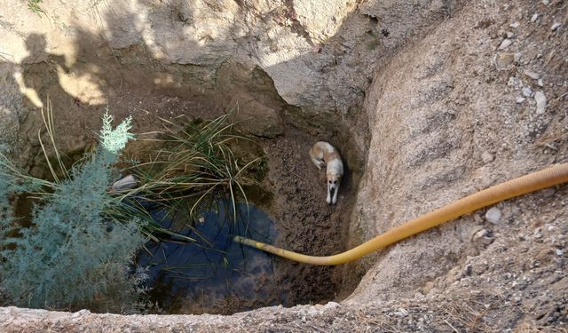 Didim Belediye ekipleri, kuyuya düşen köpeği kurtararak tedavi altına aldı