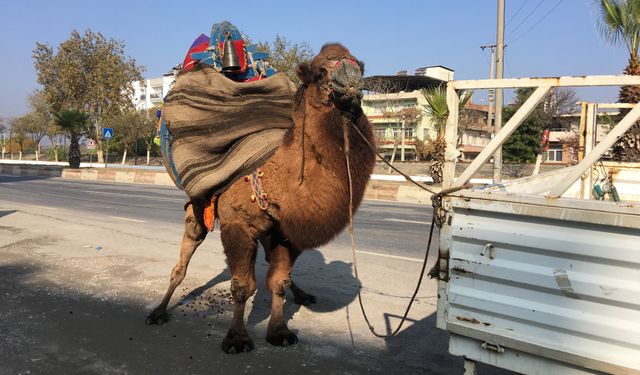 Aydın'da bir deve, güreşler için her gün 10 kilometre yürütülüyor