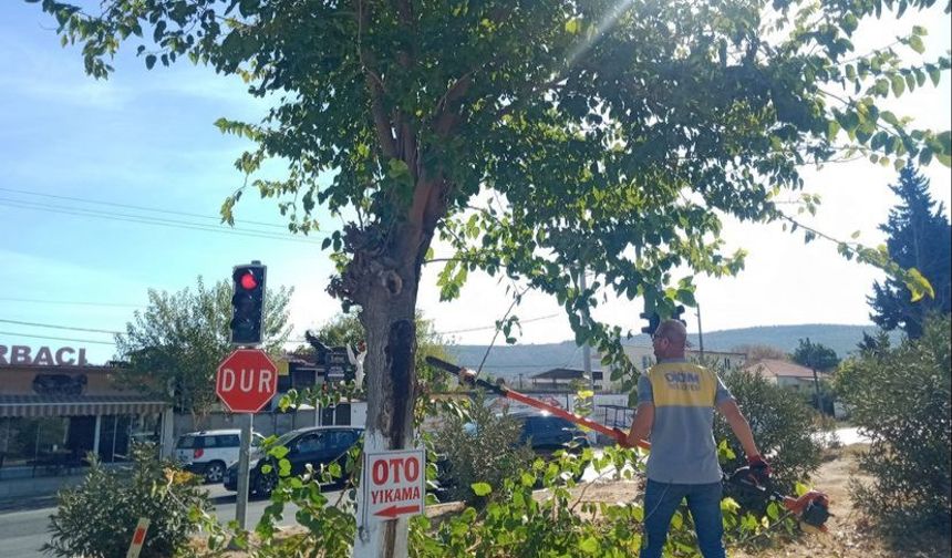 Didim Belediyesi tarafından ağaç budama çalışmaları devam ediyor