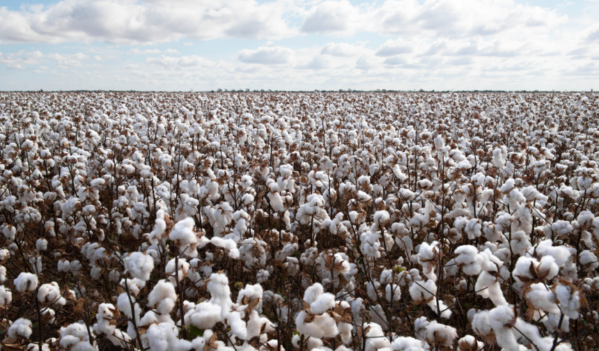 Pamukta sübvansiyon kararı geri alındı!